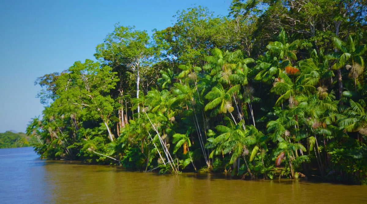 Amazonie brésilienne