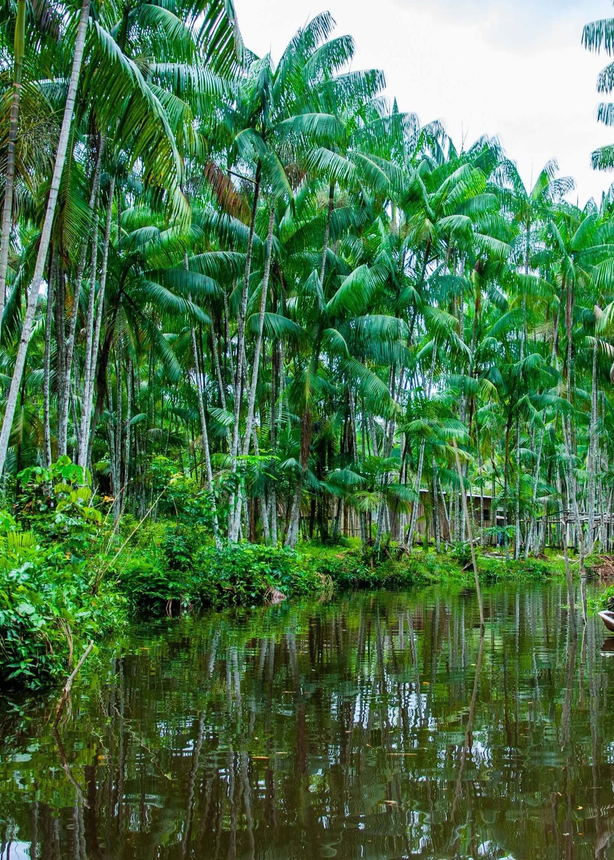 selva de açaí en Brasil